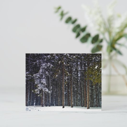 Carte Postale pinède avec neige hiver-Chypre (Debout devant)