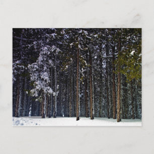 Carte Postale pinède avec neige hiver-Chypre