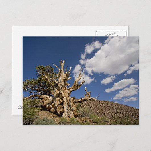 Carte Postale Pinède de Bristlecone dans la forêt ancienne de Br (Devant / Derrière)
