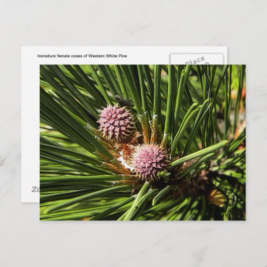 Carte Postale Pinefer (Devant / Derrière)