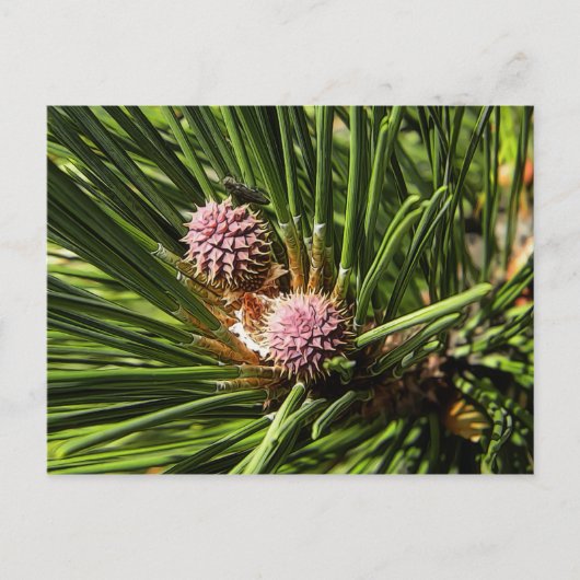 Carte Postale Pinefer (Devant)