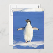 Carte Postale Pingouin (Devant / Derrière)