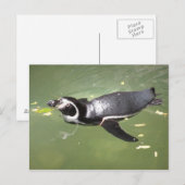 Carte Postale Pingouin (Devant / Derrière)