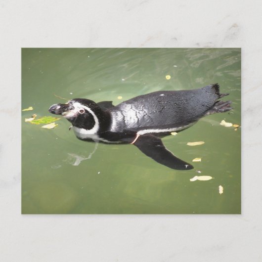 Carte Postale Pingouin (Devant)