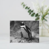 Carte Postale Pingouin (Debout devant)