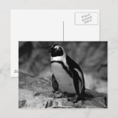 Carte Postale Pingouin (Devant / Derrière)