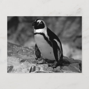 Carte Postale Pingouin