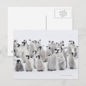 Carte Postale Pingouin (Devant / Derrière)