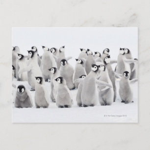Carte Postale Pingouin