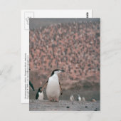Carte postale Pingouin (Devant / Derrière)