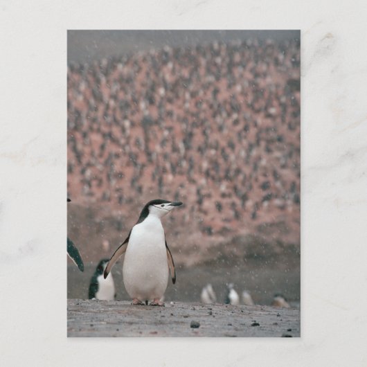 Carte postale Pingouin (Devant)
