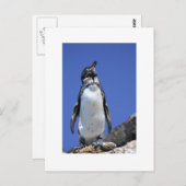 Carte Postale Pingouin (Devant / Derrière)