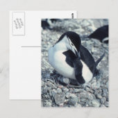 Carte Postale Pingouin à rayures (Devant / Derrière)