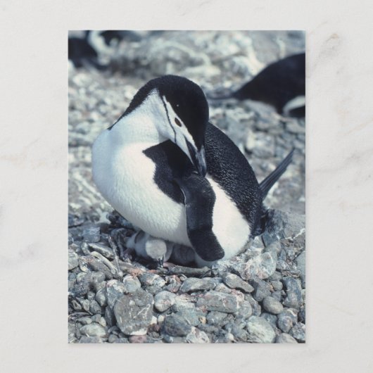 Carte Postale Pingouin à rayures (Devant)