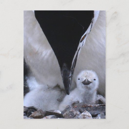 Carte Postale Pingouin à rayures Parent et poussin (Devant)