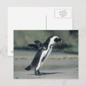 Carte Postale Pingouin africain, (demersus de Spheniscus), (Devant / Derrière)