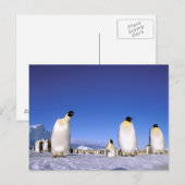 Carte Postale Pingouin | Antarctique, péninsule Antarctique (Devant / Derrière)