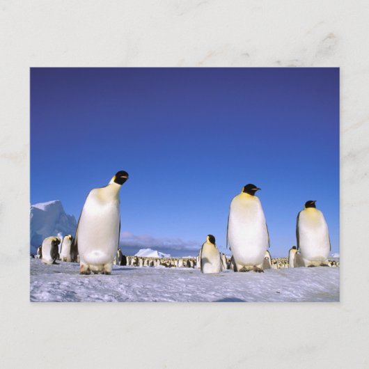 Carte Postale Pingouin | Antarctique, péninsule Antarctique (Devant)