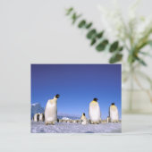 Carte Postale Pingouin | Antarctique, péninsule Antarctique (Debout devant)