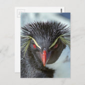 Carte Postale Pingouin aux yeux rouges (Devant / Derrière)