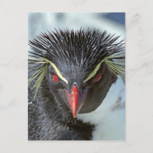 Carte Postale Pingouin aux yeux rouges