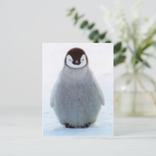 Carte Postale Pingouin bébé (Debout devant)