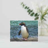 Carte Postale pingouin de fiordland (Debout devant)
