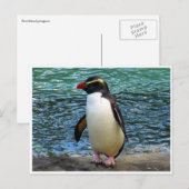 Carte Postale pingouin de fiordland (Devant / Derrière)