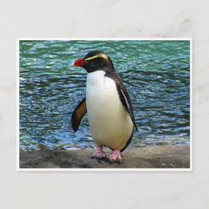 Carte Postale pingouin de fiordland