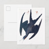 Carte Postale Pingouin de frégate (Devant / Derrière)