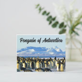 Carte Postale Pingouin de l'Antarctique (Debout devant)