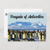 Carte Postale Pingouin de l'Antarctique (Devant / Derrière)