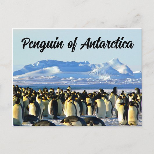 Carte Postale Pingouin de l'Antarctique (Devant)
