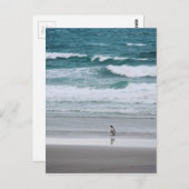 Carte Postale Pingouin de retour de l'océan (Devant / Derrière)