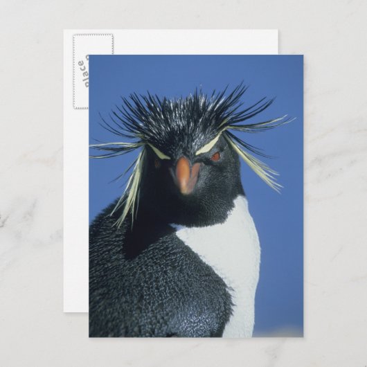 Carte Postale Pingouin de Rockhopper (Eudyptes chrysocome) (Devant / Derrière)