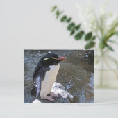 Carte Postale Pingouin de Snares, Nouvelle-Zélande (Debout devant)