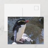 Carte Postale Pingouin de Snares, Nouvelle-Zélande (Devant / Derrière)