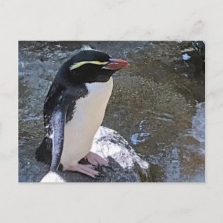 Carte Postale Pingouin de Snares, Nouvelle-Zélande