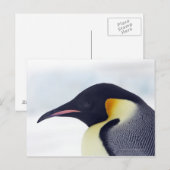 Carte Postale Pingouin d'empereur, île de colline de neige (Devant / Derrière)