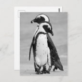 Carte Postale Pingouin deux (Devant / Derrière)