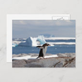 Carte Postale Pingouin devant une arche de glace (Devant / Derrière)