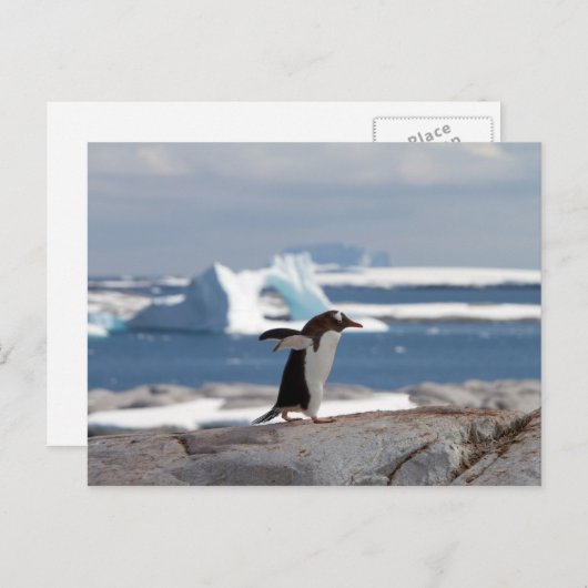 Carte Postale Pingouin devant une arche de glace (Devant / Derrière)