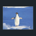 Carte Postale Pingouin drôle sur la glace<br><div class="desc">Pingouin drôle sur la photo de glace.</div>