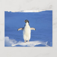 Pingouin drôle sur la glace