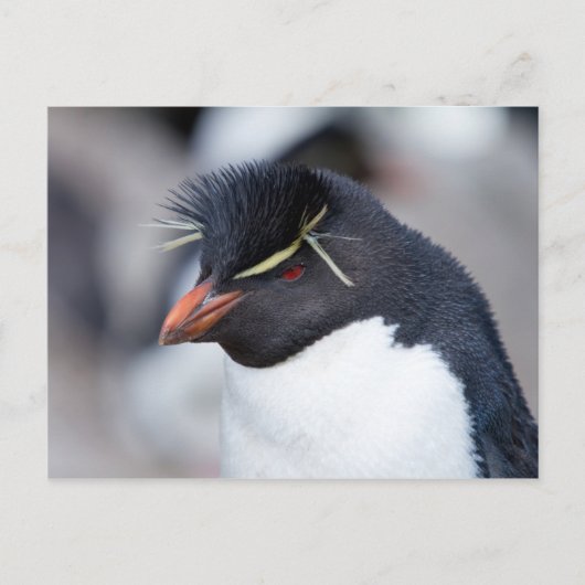 Carte Postale Pingouin du sud de Rockhopper (Devant)