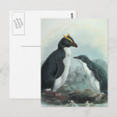Carte Postale Pingouin du sud de Rockhopper (Devant / Derrière)