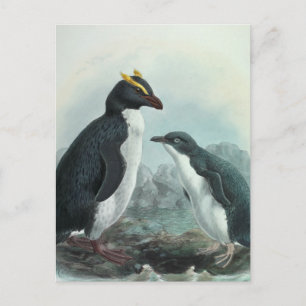 Carte Postale Pingouin du sud de Rockhopper