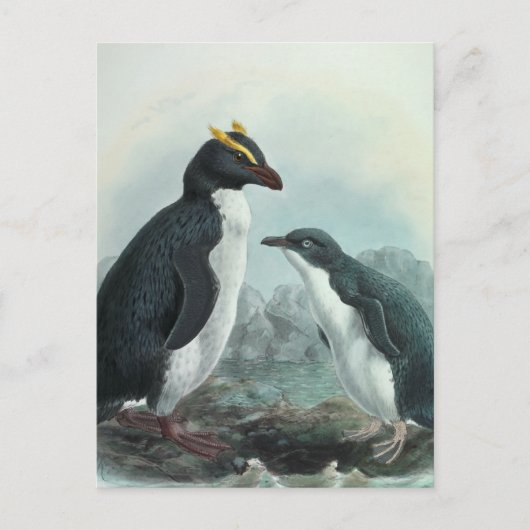 Carte Postale Pingouin du sud de Rockhopper (Devant)