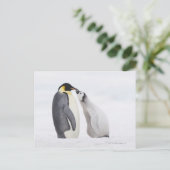 Carte Postale Pingouin empereur (Aptenodytes forsteri), poussin (Debout devant)