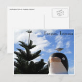 Carte Postale pingouin et goéland (Devant / Derrière)